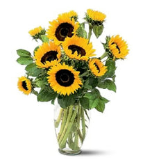 Sunshine Sunflowers bloomexusa