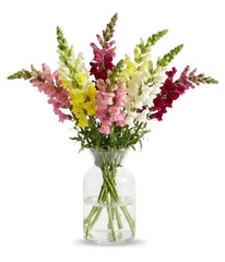 Super Snapdragons - Bloomex Usa