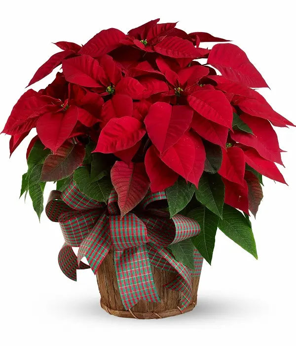 Supreme Poinsettia Basket bloomexusa