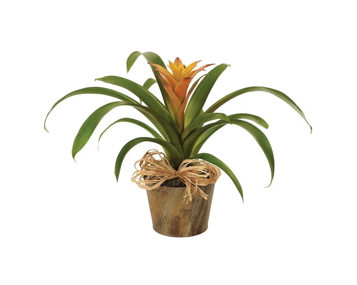 Woodland Bromeliad Plant bloomexusa