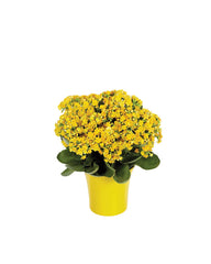 Yellow Kalanchoe Plant bloomexusa